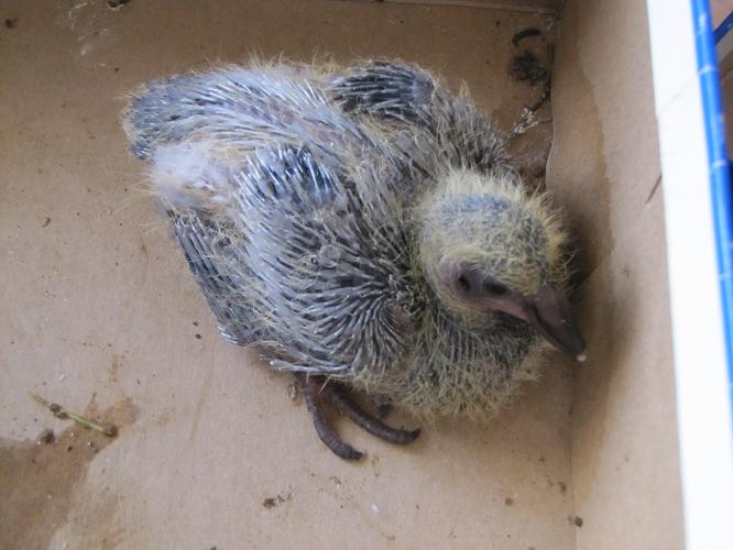 Uccello recuperato